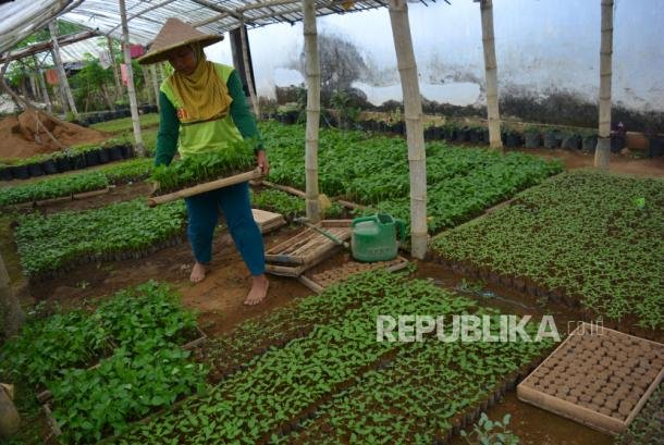 Inisiatif Kritis Penyemaian Cabai untuk Daerah Terluar Indonesia, Talaud