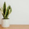 Sansevieria: Tanaman Hias Tangguh yang Tetap Cantik di Setiap Musim