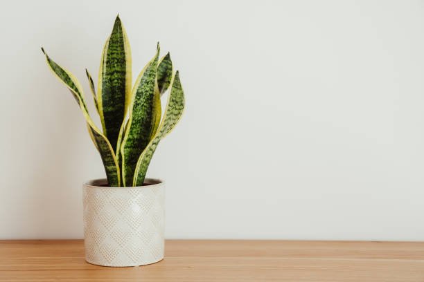 Sansevieria: Tanaman Hias Tangguh yang Tetap Cantik di Setiap Musim